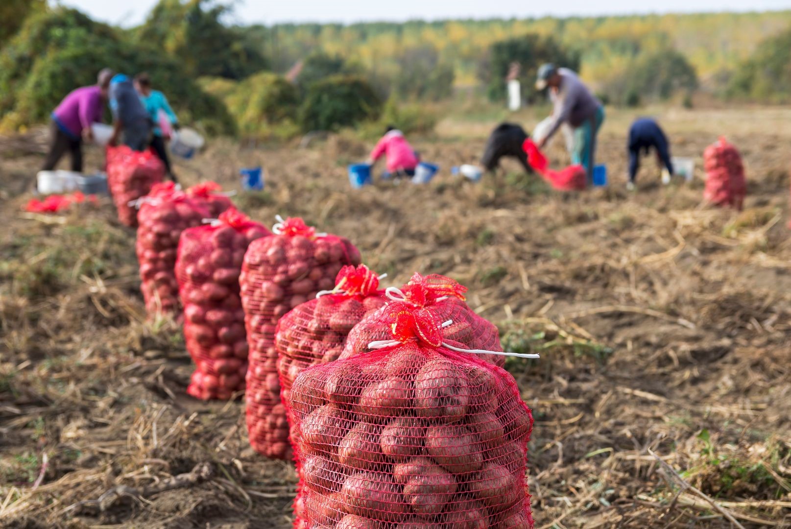 Escassez de Mão-de-obra na agricultura.jpg